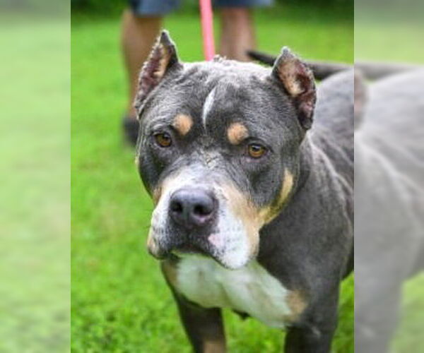 Medium Photo #3 Bullypit Puppy For Sale in Glen Allen, VA, USA