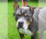 Small #2 Bullypit