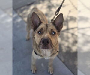 German Shepherd Dog-Unknown Mix Dogs for adoption in Lakewood, CO, USA