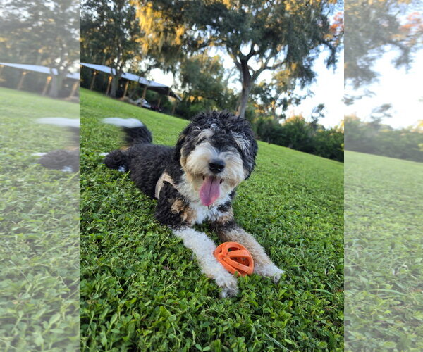 Medium Photo #4 Aussiedoodle Miniature  Puppy For Sale in Valrico, FL, USA