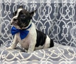 Small Photo #11 French Bulldog Puppy For Sale in LAKELAND, FL, USA