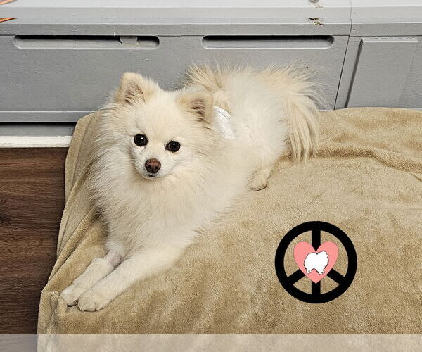 Medium Photo #3 Pomeranian Puppy For Sale in Lebanon, PA, USA