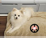 Small #2 Pomeranian