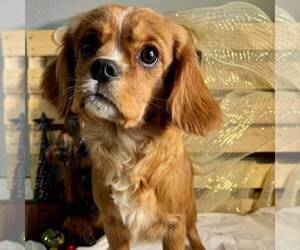 Golden Cavalier Puppy for sale in TUSCOLA, IL, USA