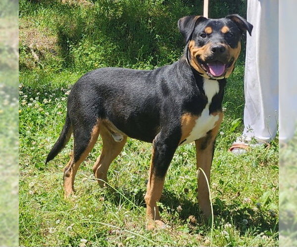 Medium Photo #2 Rottweiler-Unknown Mix Puppy For Sale in Wetumpka, AL, USA