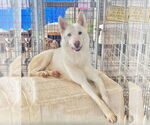Small German Shepherd Dog