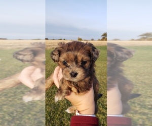 Shih-Poo Puppy for sale in ATLANTA, IN, USA