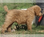 Small Photo #37 Poodle (Standard) Puppy For Sale in GARWOOD, TX, USA