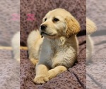 Puppy 5 Golden Labrador