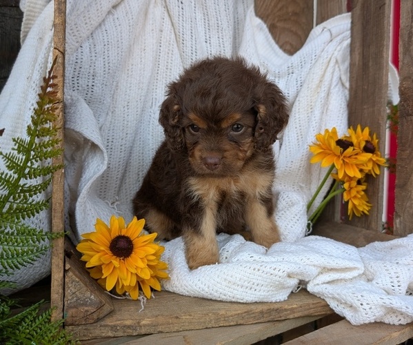 Medium Photo #21 Cock-A-Poo Puppy For Sale in GOSHEN, IN, USA