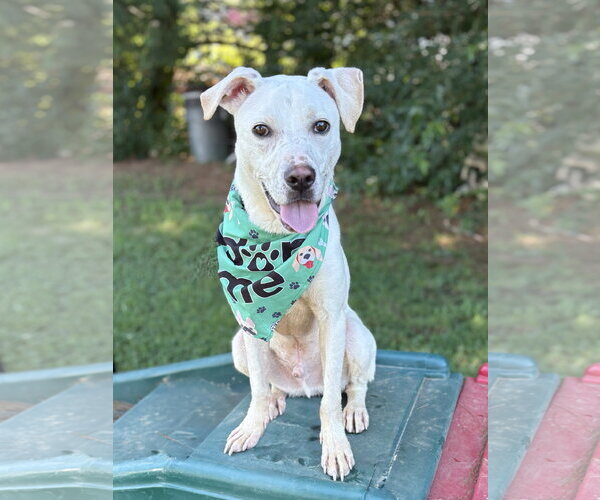 Medium Photo #2 Mutt Puppy For Sale in Spring Lake, NJ, USA