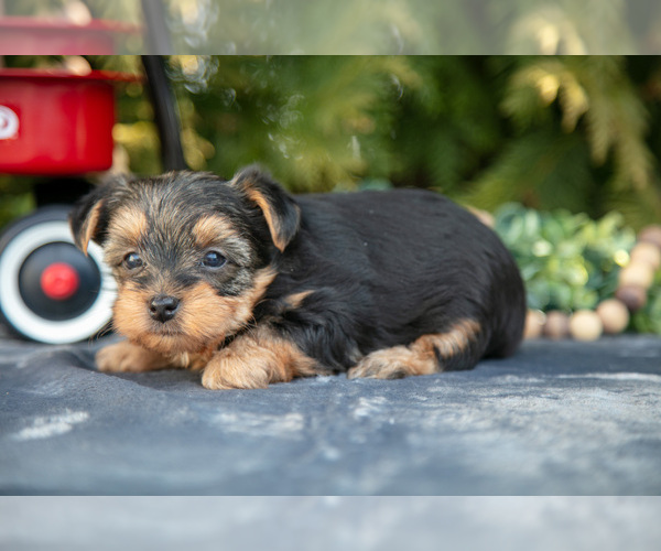 Medium Photo #1 Yorkshire Terrier Puppy For Sale in KIRKWOOD, PA, USA