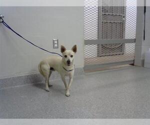 Chihuahua Dogs for adoption in Pasadena, TX, USA