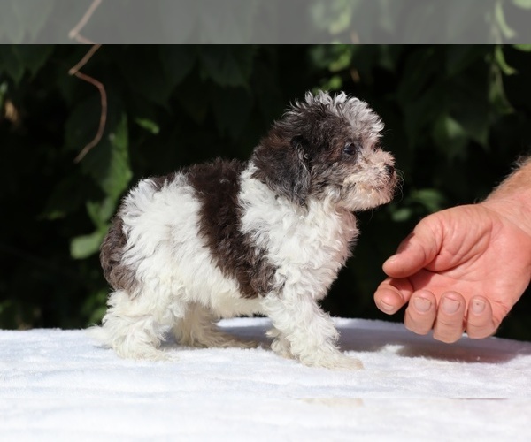 Medium Photo #10 Goldendoodle (Miniature) Puppy For Sale in DYERSBURG, TN, USA