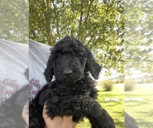 Goldendoodle-Unknown Mix Puppy for sale in TOMPKINSVILLE, KY, USA