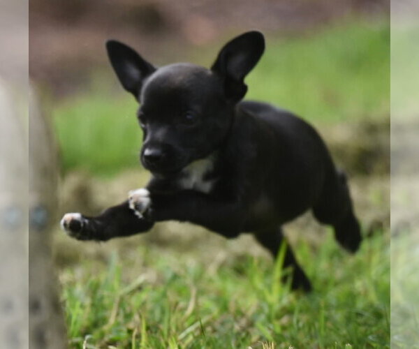 Medium Photo #4 Chihuahua-Unknown Mix Puppy For Sale in Mechanicsburg, PA, USA