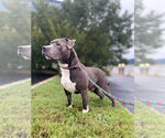 Small #2 American Pit Bull Terrier Mix