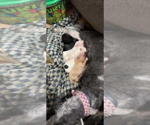 Aussiedoodle Miniature -Poodle (Toy) Mix Litter for sale in HANOVER, PA, USA