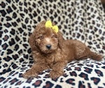 Small #6 Goldendoodle (Miniature)