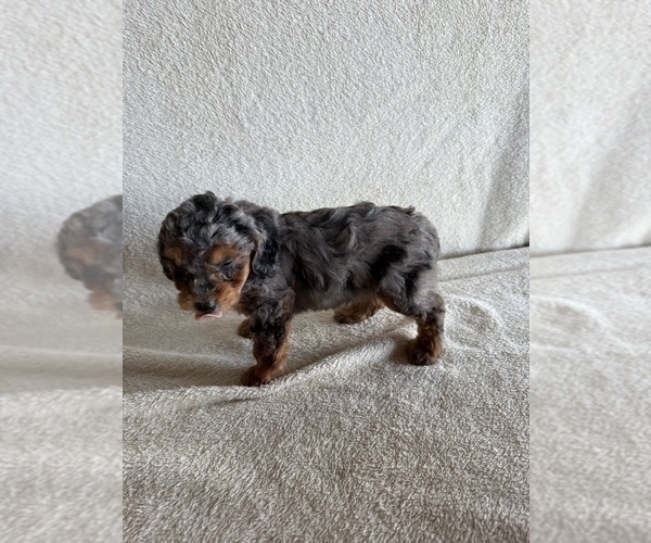 Medium Photo #2 Poodle (Miniature) Puppy For Sale in MUNFORDVILLE, KY, USA
