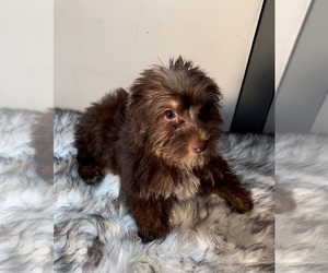 Poodle (Toy)-Yorkshire Terrier Mix Puppy for sale in AZLE, TX, USA