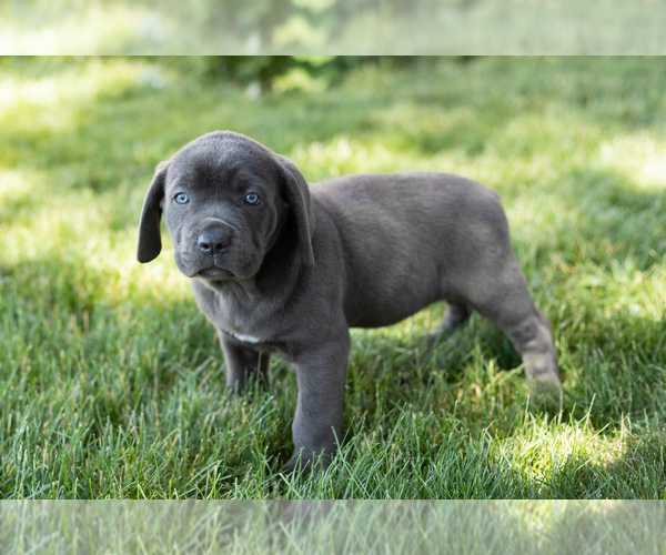 Medium Photo #15 Cane Corso Puppy For Sale in WAKARUSA, IN, USA