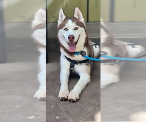 Prince - Male Siberian Husky Dog for Adoption - Photo #4