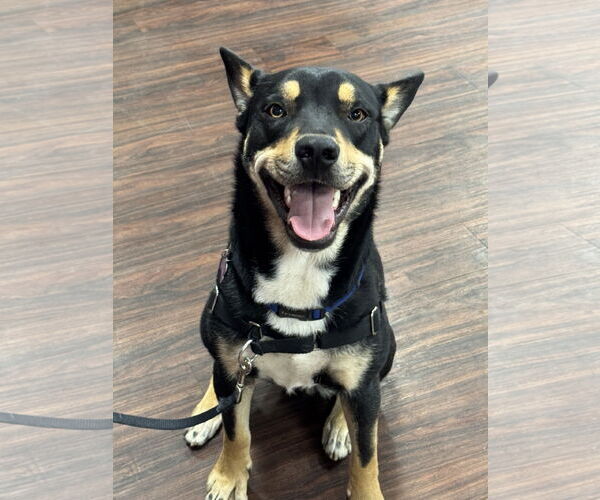 Medium Photo #2 Siberian Husky-Unknown Mix Puppy For Sale in Fort Worth, TX, USA