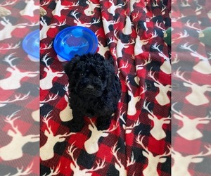 Maltipoo Puppy for sale in BELDING, MI, USA