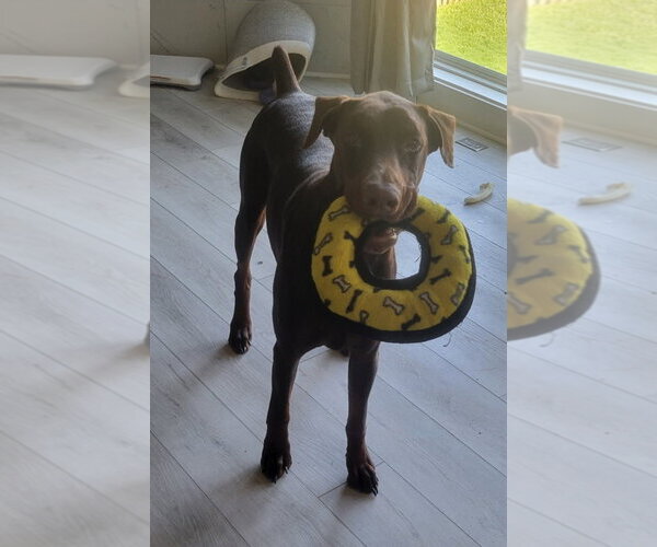 Medium Photo #2 Doberman Pinscher Puppy For Sale in Buffalo, MN, USA