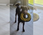 Small #1 Doberman Pinscher