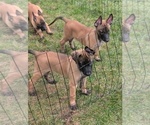 Litter of 8 - Male(s) and Female(s) Belgian MalinoisLitter of Puppies for Sale - Photo #13