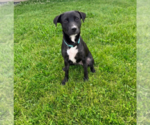 Small #1 Mutt