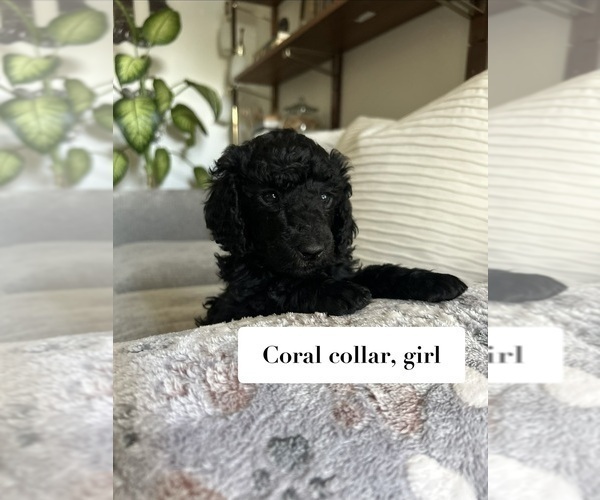 Medium Photo #4 Poodle (Standard) Puppy For Sale in NEW ULM, MN, USA
