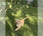 Puppy Dark Blue Labrador Retriever