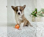Small #4 Miniature Australian Shepherd-Pomsky Mix