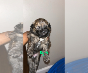 Shorkie Tzu-Unknown Mix Puppy for sale in GLASGOW VILLAGE, MO, USA