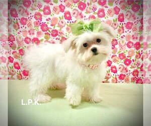 Maltese Puppy for sale in WINNSBORO, LA, USA