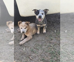 Australian Cattle Dog Puppy for sale in CASTALIA, NC, USA