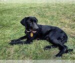 Small Photo #3 Golden Labrador Puppy For Sale in Denton, TX, USA