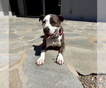 Small #15 American Staffordshire Terrier