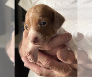 Dachshund Puppy for Sale in COLORADO SPRINGS, Colorado USA