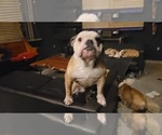Small Photo #2 Bulldog Puppy For Sale in GIBSONIA, PA, USA