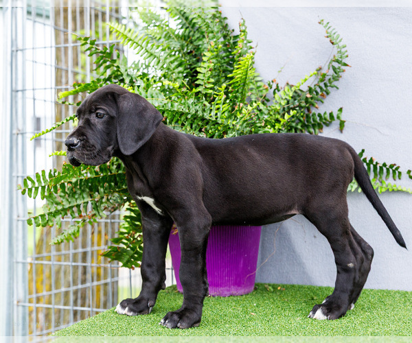 Medium Photo #8 Great Dane Puppy For Sale in WAKARUSA, IN, USA