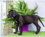 Small Photo #82 Great Dane Puppy For Sale in WAKARUSA, IN, USA