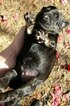 Small Photo #2 Labradoodle Puppy For Sale in ARIEL, MS, USA