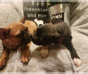 Faux Frenchbo Bulldog Puppy for sale in BOONE, IA, USA