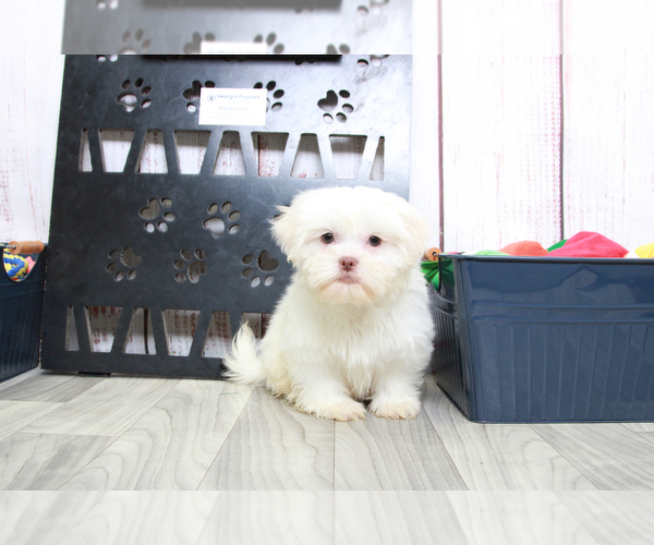 Medium Photo #5 Zuchon Puppy For Sale in MARIETTA, GA, USA