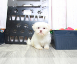 Small Photo #5 Zuchon Puppy For Sale in MARIETTA, GA, USA