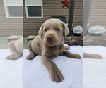 Puppy Mr Green Labrador Retriever